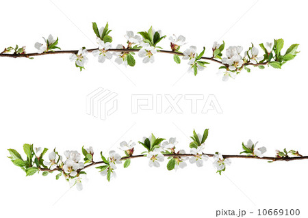 Sakura flowers isolated on white background. Sakura flowers isolated on white background. 10669100