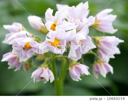 ジャガイモの花 10669259