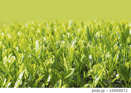 新茶 新茶 10669672