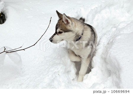 Puppy of Siberian Husky Dog 10669694