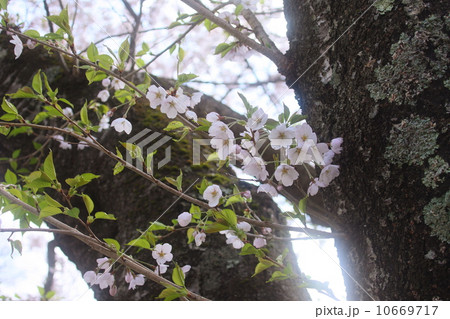 桜 10669717