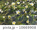バイカモ 10669908