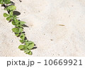 砂浜のヒルガオ 10669921