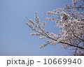 青空と桜 10669940