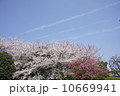 飛行機雲と桜 10669941