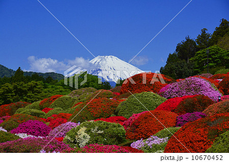 ツツジと富士山 ツツジと富士山 10670452