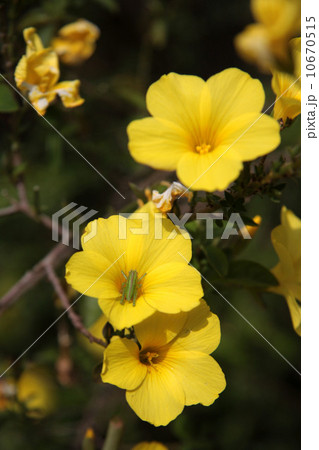 キバナアマと虫 10670515