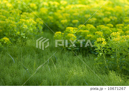 ノウルシ 10671267