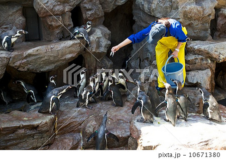 ペンギン ペンギン 10671380