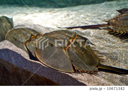 Helmet crab Stock [10671382] - PIXTA