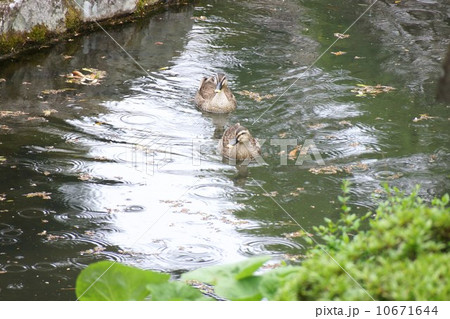 豪商の館田中本家庭園とカルガモ 10671644