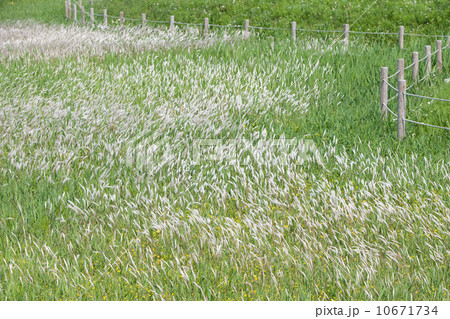 チガヤ チガヤ 10671734