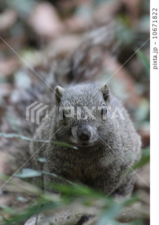 タイワンリス 10671822