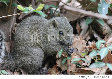 お食事中のタイワンリス 10671823
