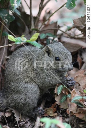 お食事中のタイワンリス 10671824