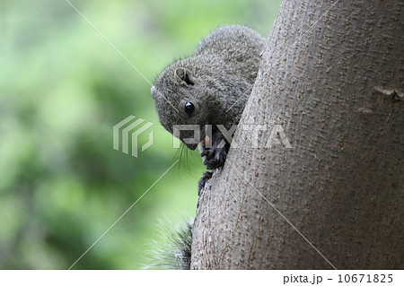 お食事中のタイワンリス 10671825