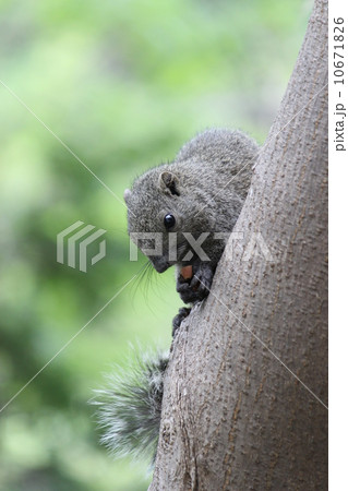 お食事中のタイワンリス 10671826
