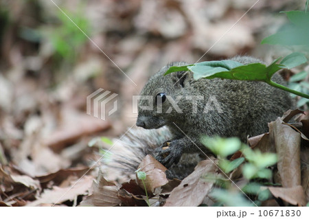 お食事中のタイワンリス 10671830