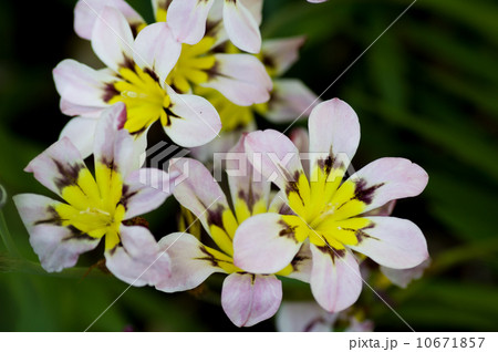 スイセンアヤメ スイセンアヤメ 10671857