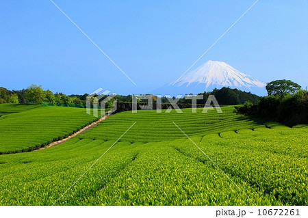 絶景の富士山と茶畑 10672261