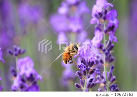 ラベンダーの蜜を吸う花虻 10672262