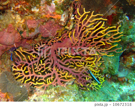 サンゴ サンゴ 10672318