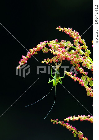 キリギリスの脱皮 10672412