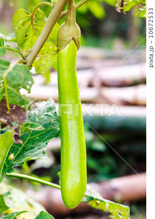 Thai Green Eggplant 10672533