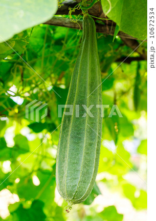 Luffa acutangula Luffa acutangula 10672534
