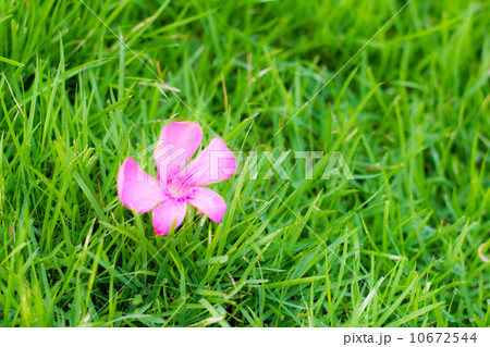 pink flower on green grass. 10672544