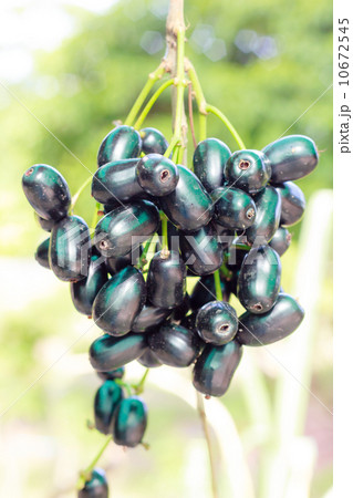Jambolan plum, Java plum 10672545