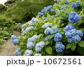 山之口のアジサイ１ 10672561