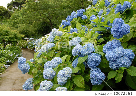 山之口のアジサイ1 山之口のアジサイ1 10672561