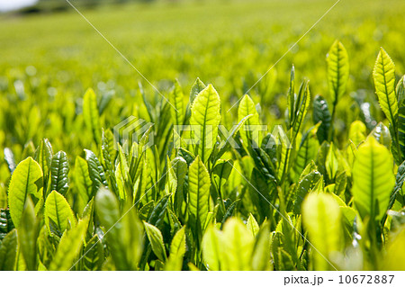 新茶の季節 新茶の季節 10672887