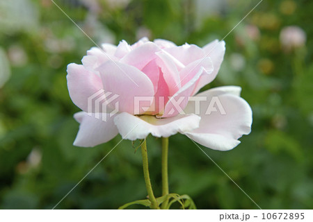 薔薇の花　 10672895