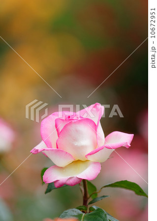 谷津バラ園のやさしいピンクの覆輪の薔薇の花・プリンセスドゥモナコ 10672951