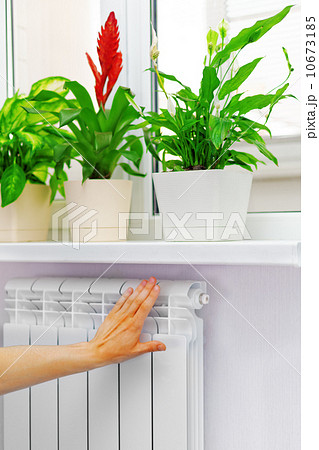 Arm put on  heating white radiator.Windowsill with flowers. 10673185