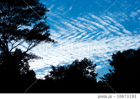 南国の空 10673193