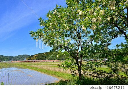 鉄道　　列車　山陰本線　京都口　381系　園部～船岡　夏　初夏　水鏡　築堤　田んぼ　田園　花　木　樹木　青空　国鉄色　特急　JR西日本　嵯峨野線　きのさき　はしだて 10673211