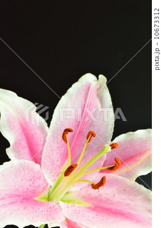 ピンク色のユリの花 黒バック ピンク色のユリの花 黒バック 10673312
