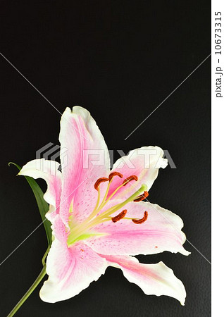 ピンク色のユリの花　黒バック 10673315