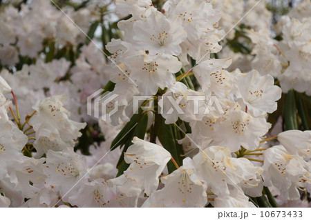 普賢象桜は八重桜 10673433