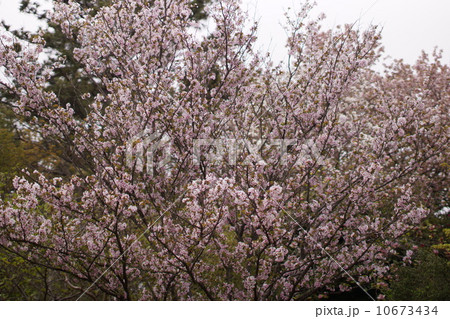 普賢象桜は八重桜 普賢象桜は八重桜 10673434