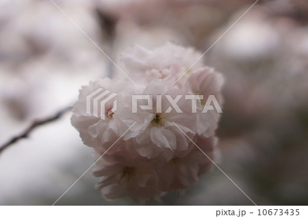普賢象桜は八重桜 普賢象桜は八重桜 10673435