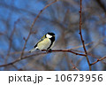 シジュウカラ 10673956