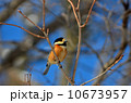 ヤマガラ３ 10673957
