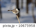 ハシブトガラ 10673958