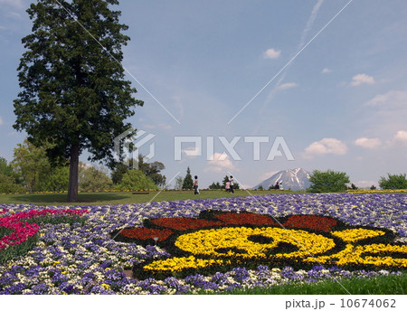 花畑と大山の見える風景(鳥取花回廊花の丘) 花畑と大山の見える風景(鳥取花回廊花の丘) 10674062