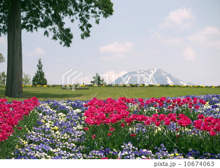 花畑と大山の見える風景 鳥取花回廊花の丘 の写真素材