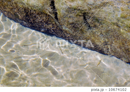西表島 ピナイサーラの滝に住むエビ 西表島 ピナイサーラの滝に住むエビ 10674102